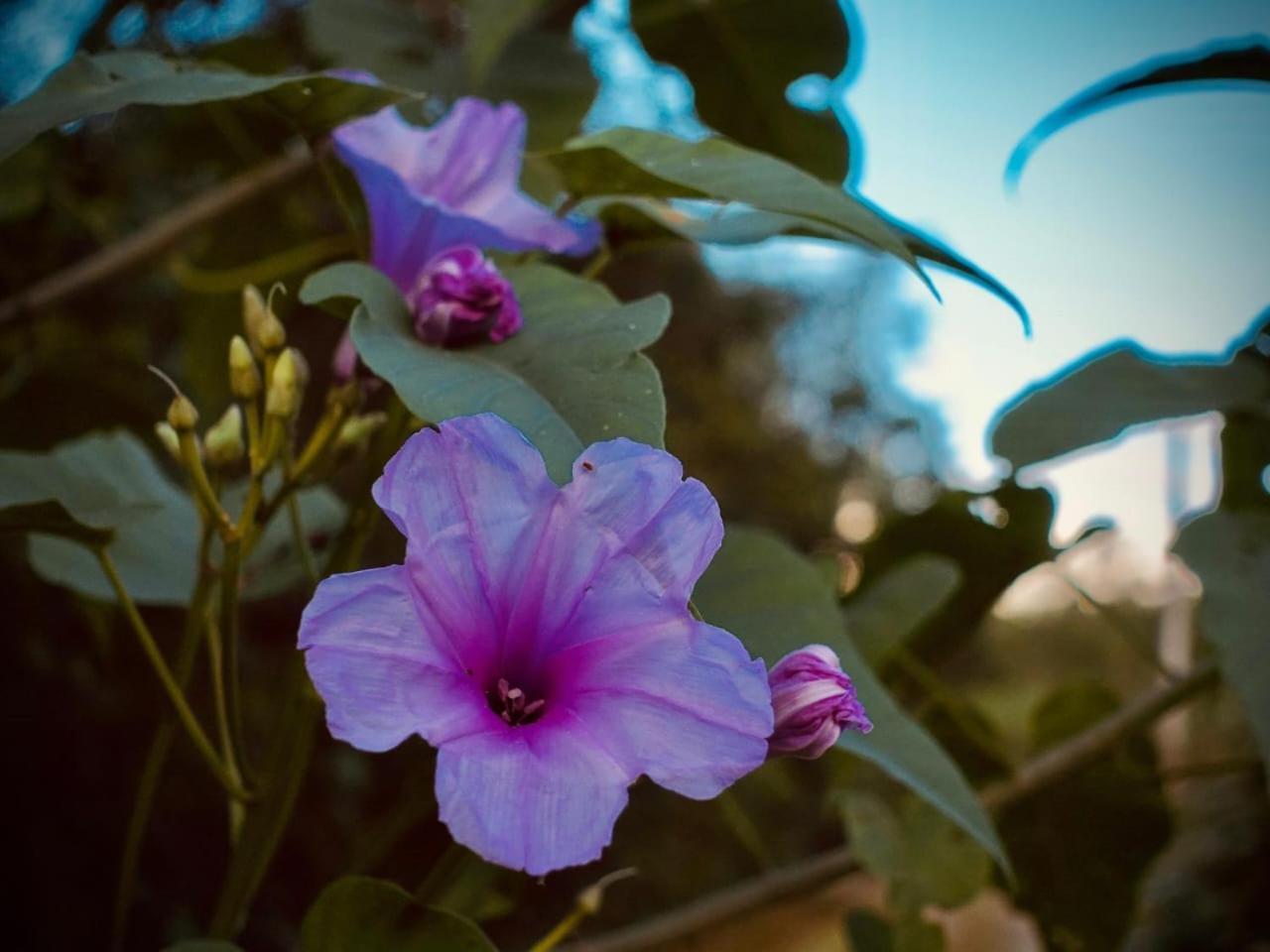 Pousada Gaiapia Morretes Ngoại thất bức ảnh